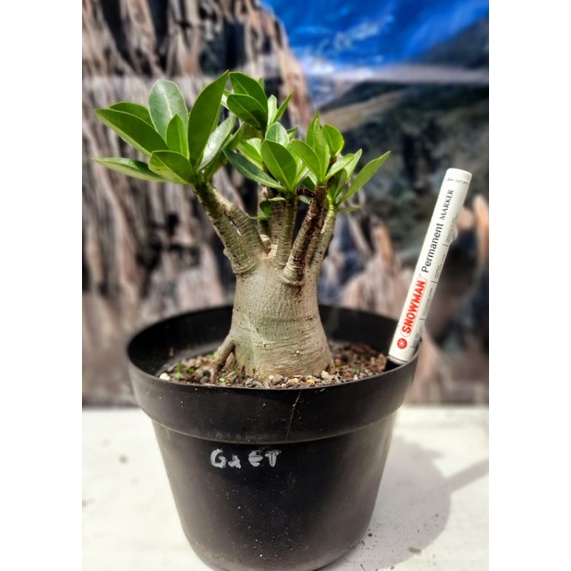Adenium Godji x Emerald Tank (ET)
