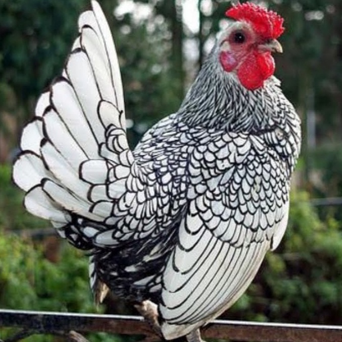 TELUR AYAM KATE BATIK KANADA UNTUK DITETASKAN FERTIL ASLI