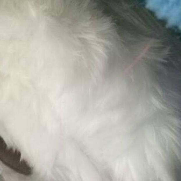 Baru Karpet Rabbit Fur 100 150 Ds Capucinostor