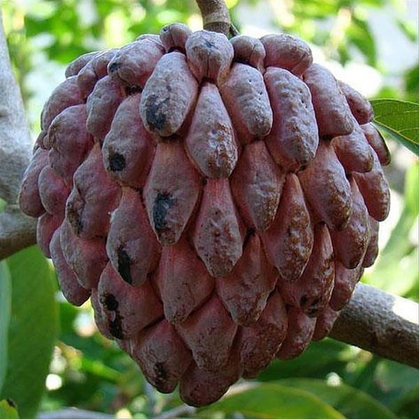 TERBAIK BIBIT TANAMAN BUAH SRIKAYA MERAH JUMBO TANAMAN SRIKAYA MERAH JUMBO VIRALL