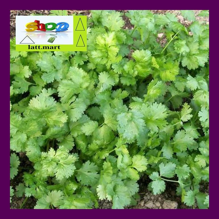 

Hadul Benih-Bibit Cilantro-Ketumbar (Haira Seed) Uula0F4H4