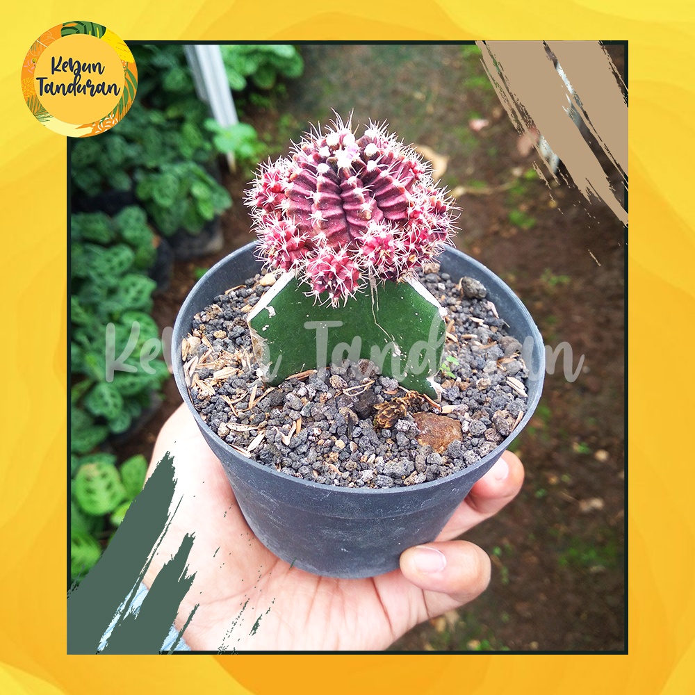 Kaktus Sukulen Gymno Impor Ungu Kecil - 040 Grafting Gymnocalycium Purple