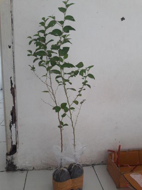 Bidara Arab Sidr #2 Pcs#