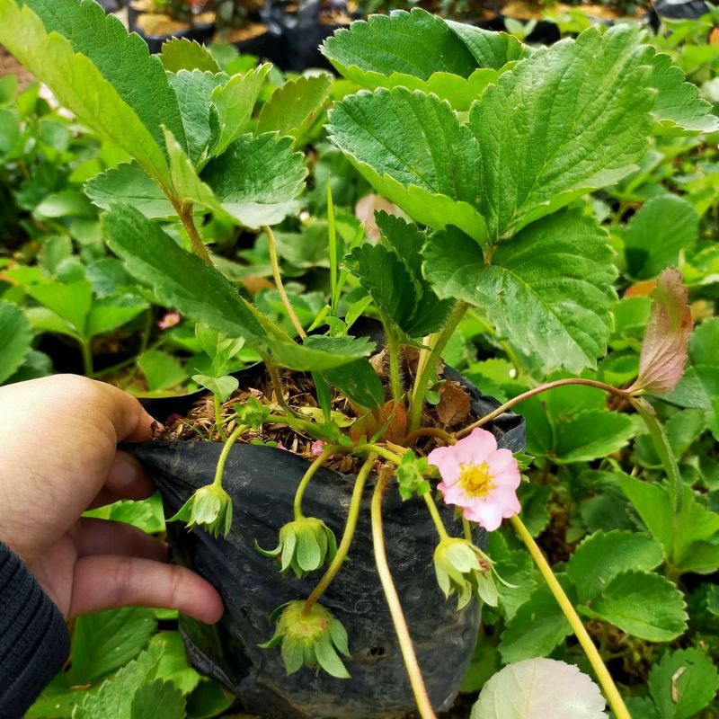 bibit strawberry manis