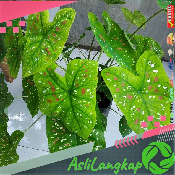 

Keladi three colour tricolor