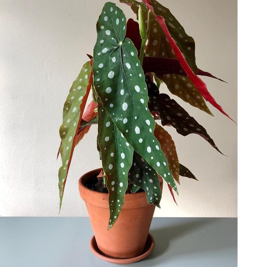 SALE imm 20 Tanaman hias Begonia polka dot anggel wing ...