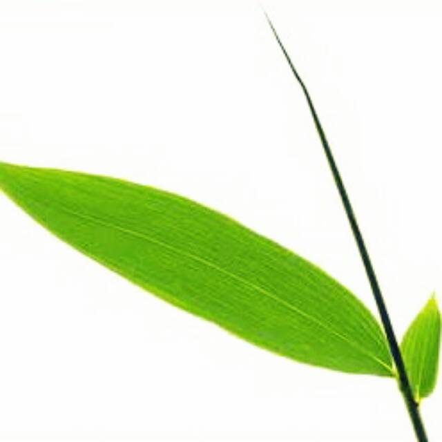 Daun Bambu Lebar