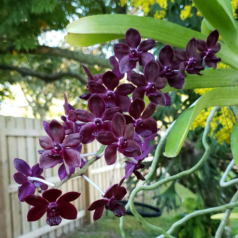 Anggrek sri siam x gigantea dewasa