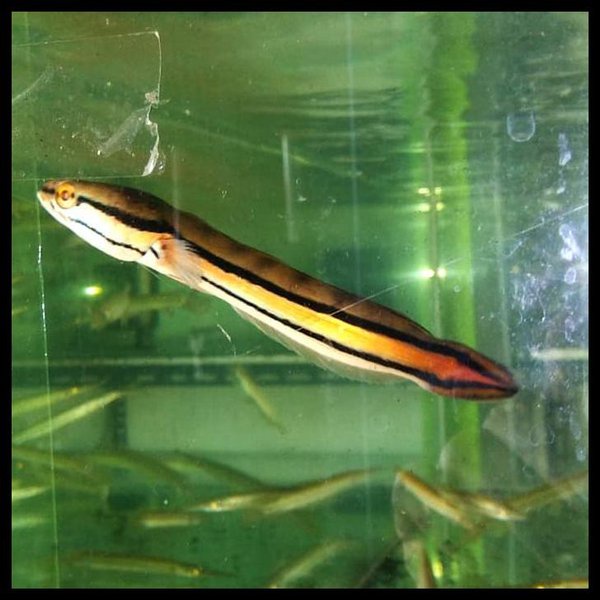 ikan gabus toman ukuran 18-22 cm