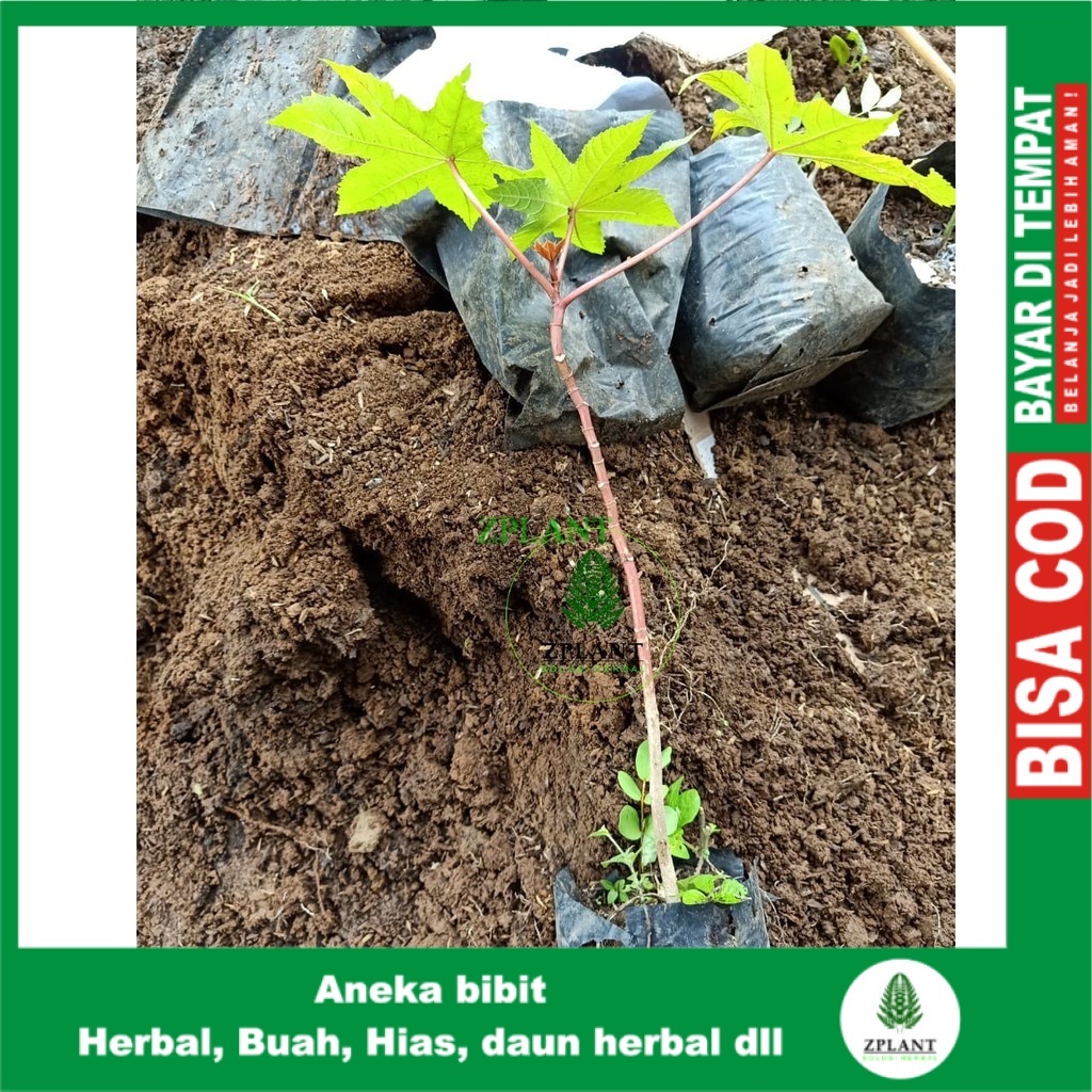 Bibit tanaman jarak merah | herbal | pohon jarak