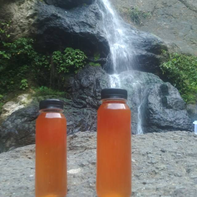 

MH + ( madu hutan positif )