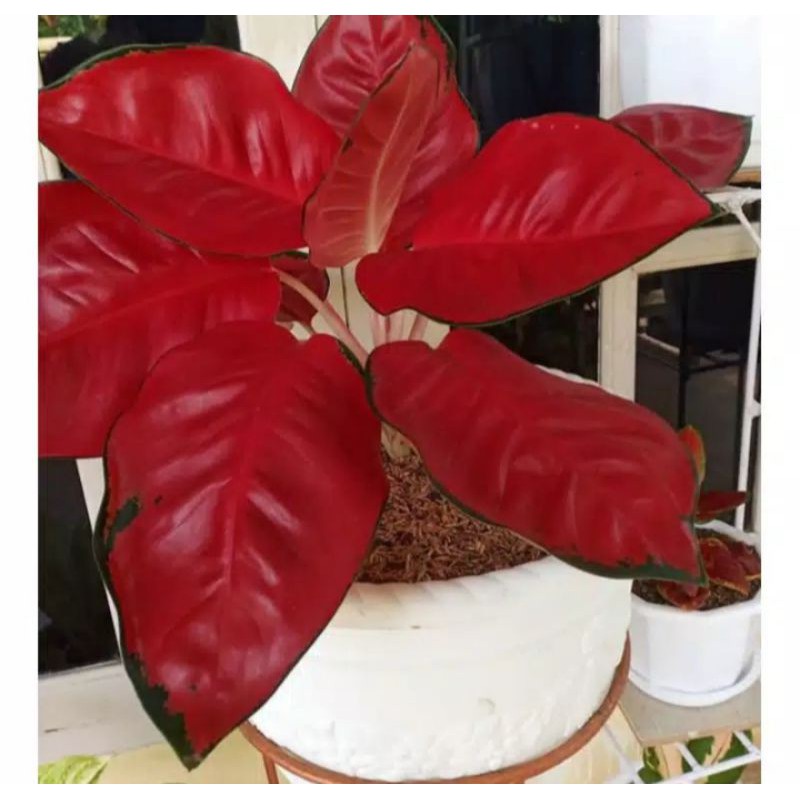 Bonggol Aglonema Suksom Jaipong Bibit Super