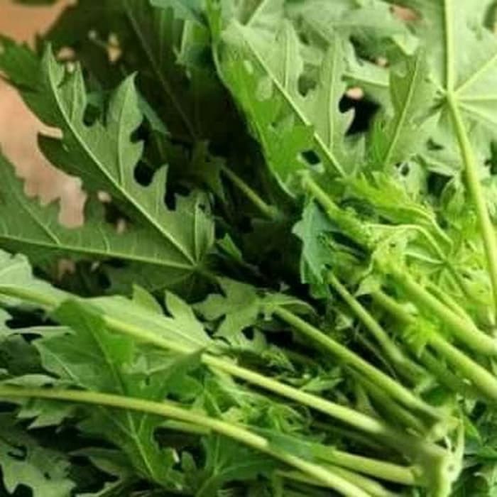 

DAUN PEPAYA SAYUR