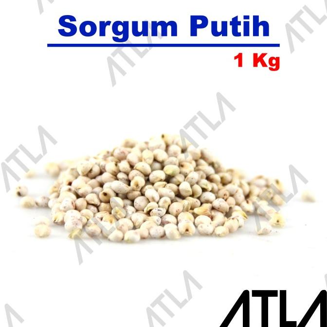 FREE ONGKIR Benih Sorgum Putih 1 kg Bibit Tanaman Biji Beras Sorghum Cantel 1kg
