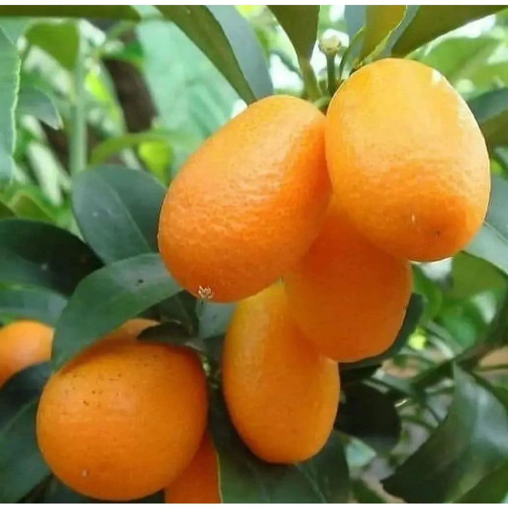 Bibit Jeruk Nagami/Tanaman Jeruk Nagami Super Okulasi Cepat Berbuah