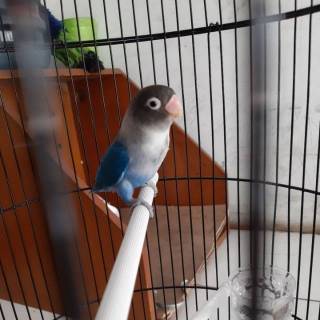 Lovebird Violet Df Shopee Indonesia