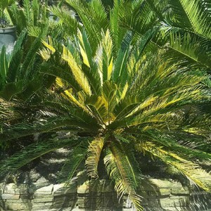 Tanaman hias sikas / cycads Varigata