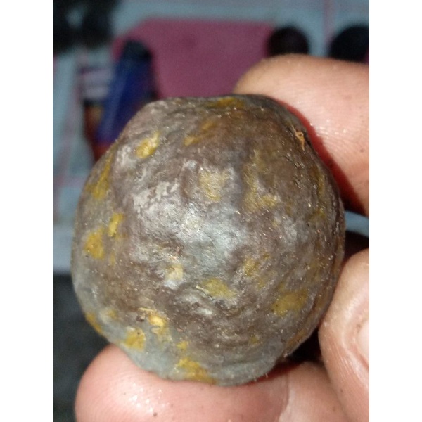 Muncang adu kemiri adu malela ori garut murah jawa jayanti yanti jalim nyonyo 4g md