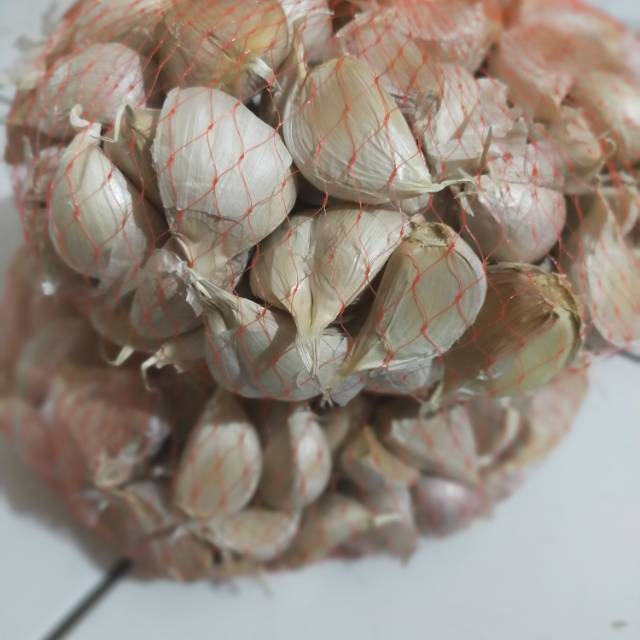 

Bawang Putih Kating