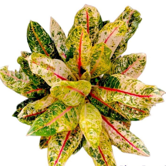 aglonema donakarmen mutasi donacarmen mutasi