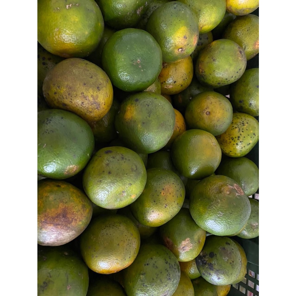 

JERUK PERAS PREMIUM (TERMURAH, TERMAKYUS, DI JAMIN MANTAP PUOLL)