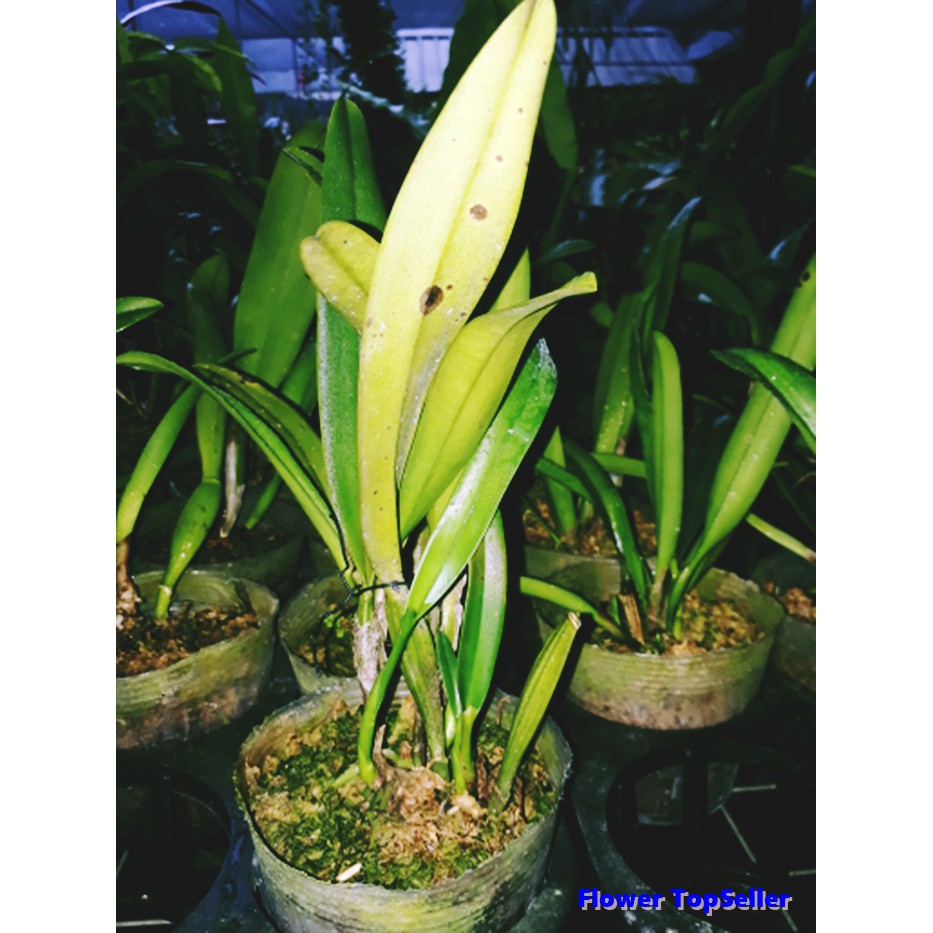 Anggrek Cattleya Dewasa - no id obral / Anggrek / Bunga Anggrek