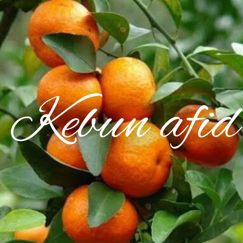 TERBARU bibit buah jeruk santang madu okulasi MURAH