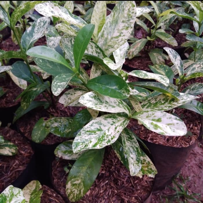 tanaman hias asoka variegata - soka varigata