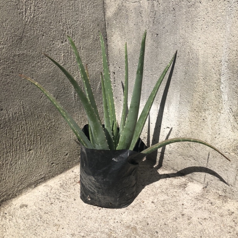 Lidah buaya jumbo barbadensis