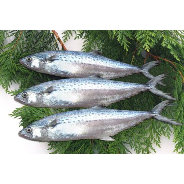 

Ikan Tenggiri Fresh Segar Kiloan Pasar Murah Jakarta