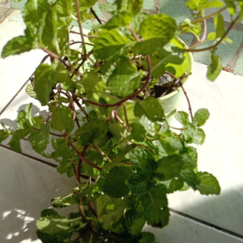 Bibit daun mint segar