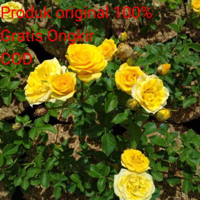 Tanaman hidup Mawar Kuning Tanaman Hias Mawar Kuning Murah Tersedia Aglonema Calathea Krisan