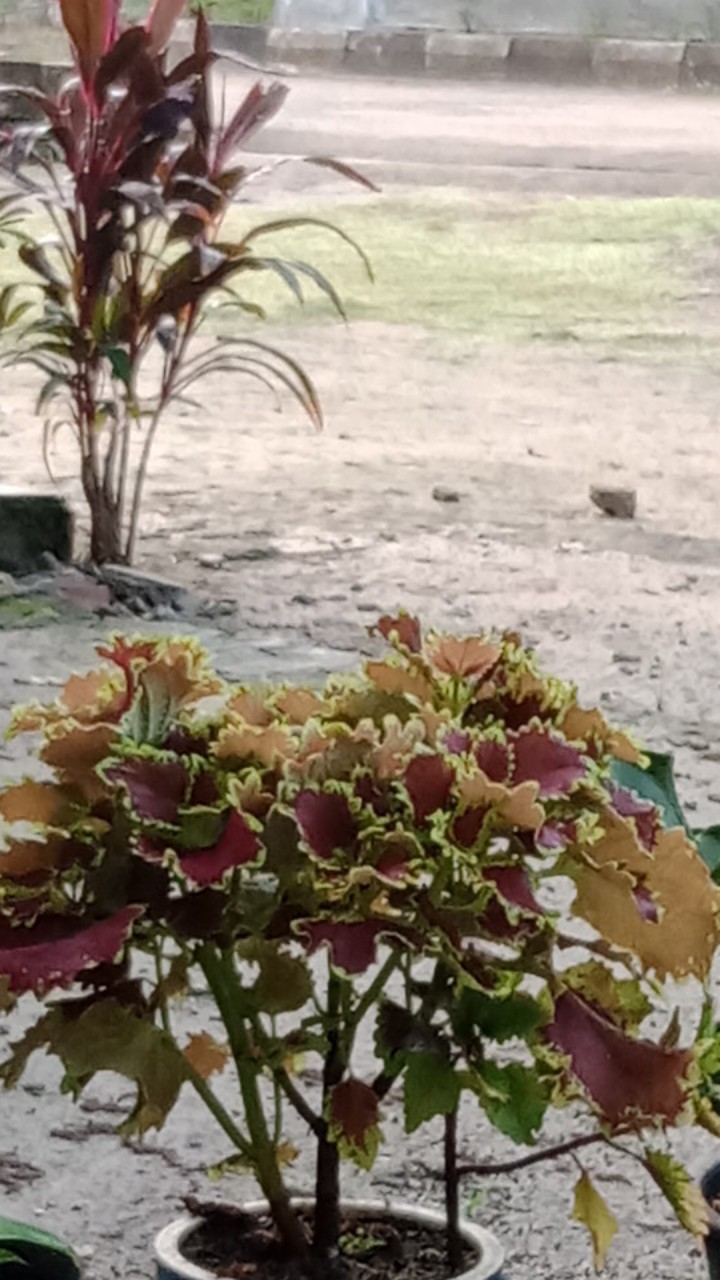 Kemeja Batik Pria Lengan Panjang Motif Manuk Kuning Kecil