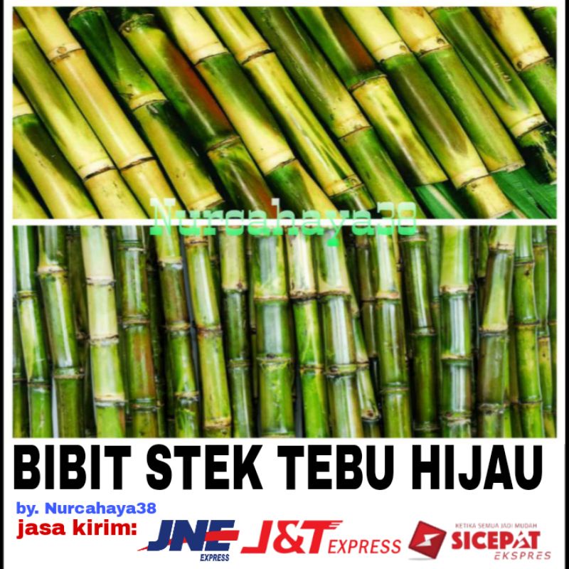 Jual Bibit Stek Tebu Hijau Ukuran 27 40cm Shopee Indonesia 7255