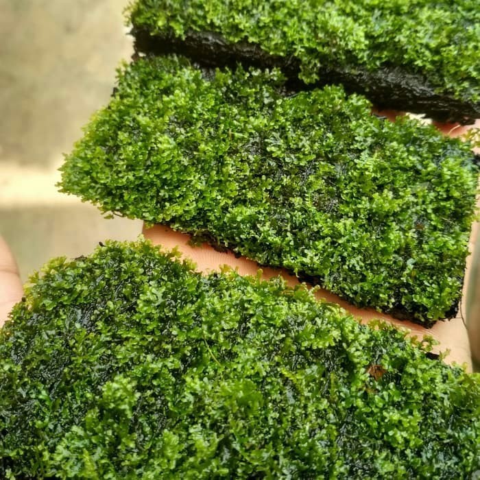 Moss Ricardia Pakis