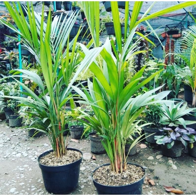 Tanaman Hias Palem Merah 1 meter