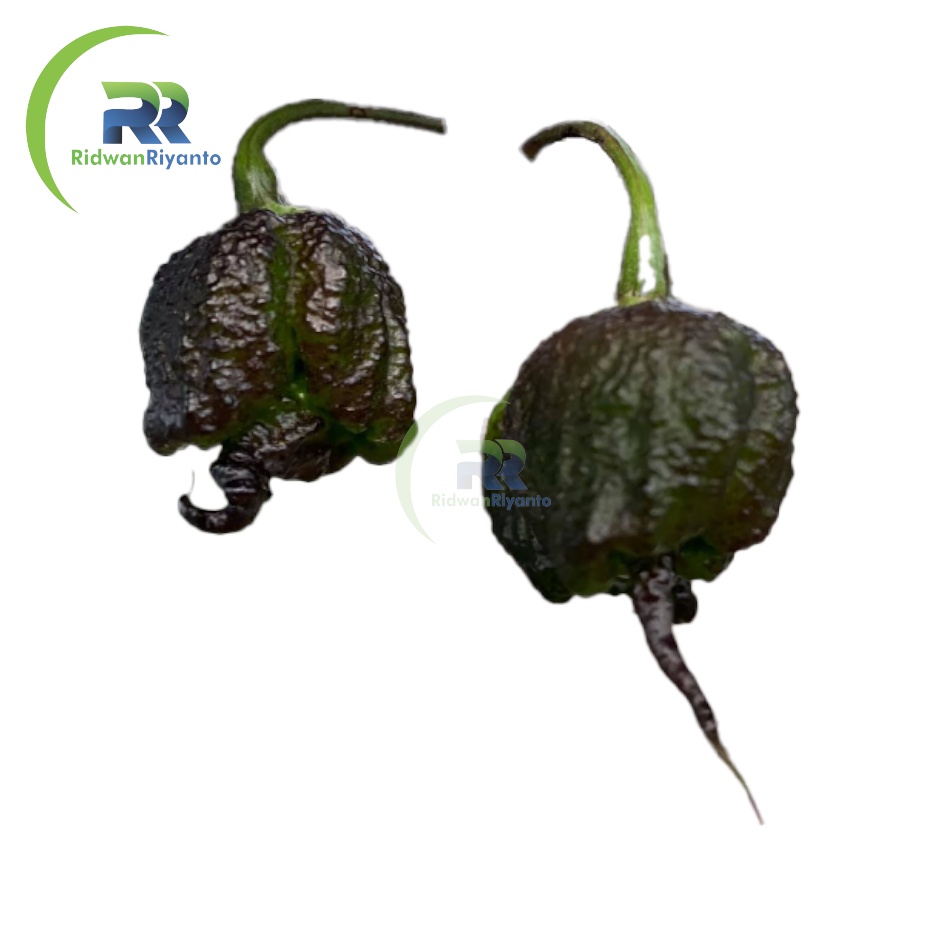 BIJI Benih Cabai CAROLINA REAPER PURPLE Cabe Terpedas Nomor 1 di Dunia Versi Guinness World Record