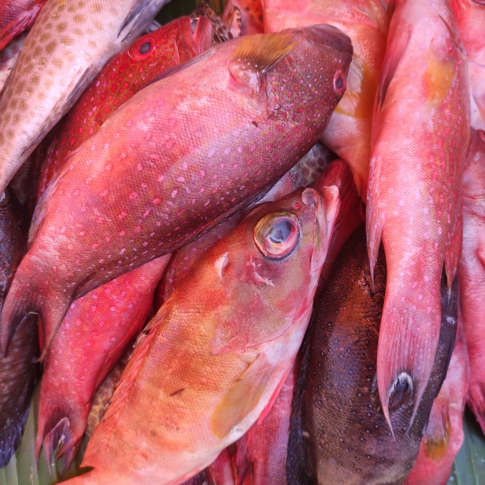 ikan kerapu sunu merah pasar online makassar