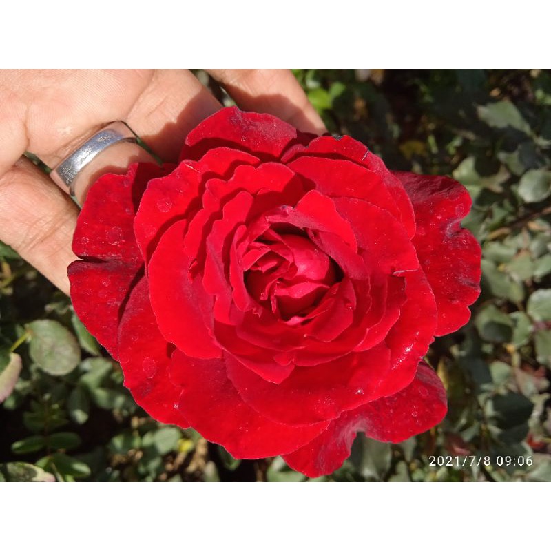 MAWAR MERAH MATAHARI BESAR