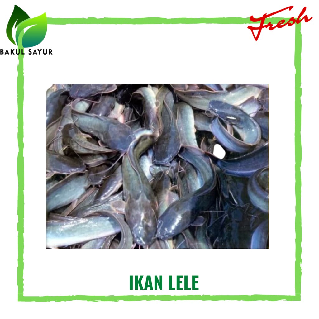 

IKAN LELE HIDUP BESAR SEGAR GRATIS POTONG 500 GRAM - IKAN SEGAR JAKARTA TIMUR