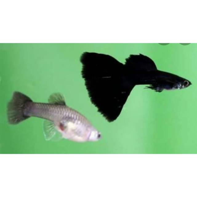 

Ikan guppy super black super red