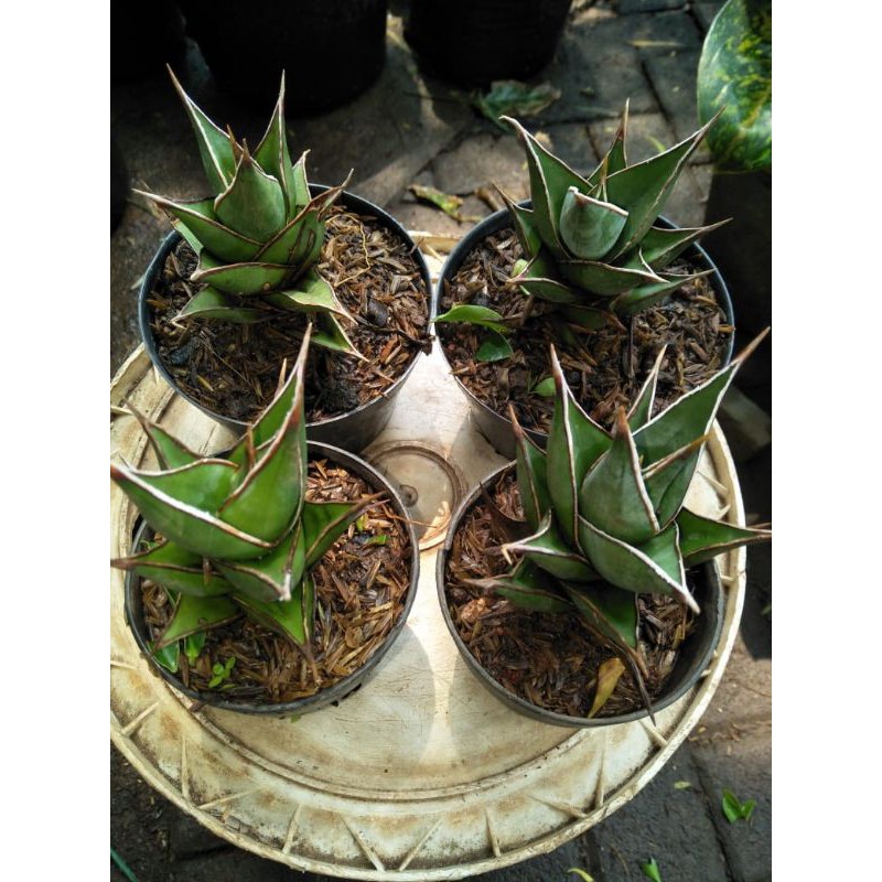 sansivera pinguin sanseviera penguin boncel mini