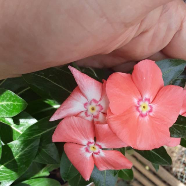 Vinca mandarine orange