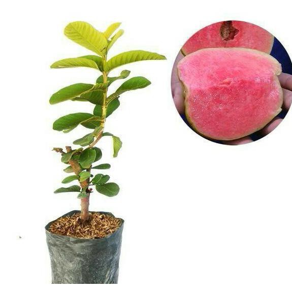 cod bibit jambu kristal merah tanpa biji *_*