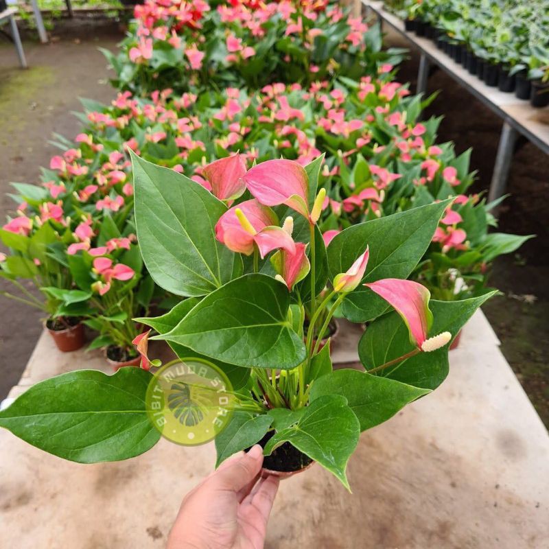 Tanaman hias bunga anthurium mickey mouse - tanaman hidup-bunga hidup