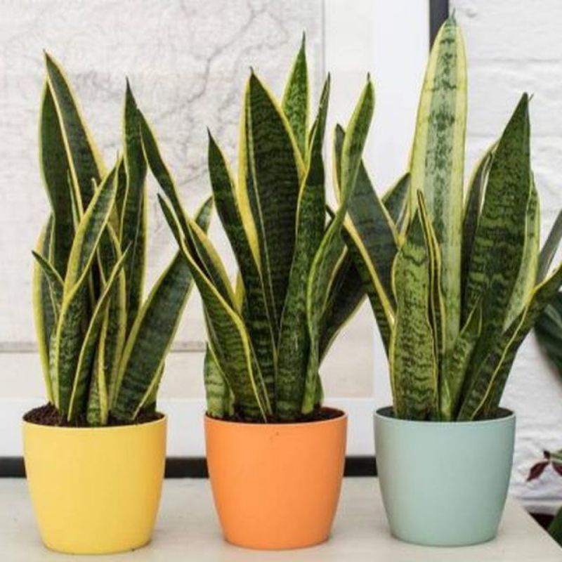 Jual SANSEVIERIA/LIDAH MERTUA KUNING/tanaman hias/hiasan taman termurah ...