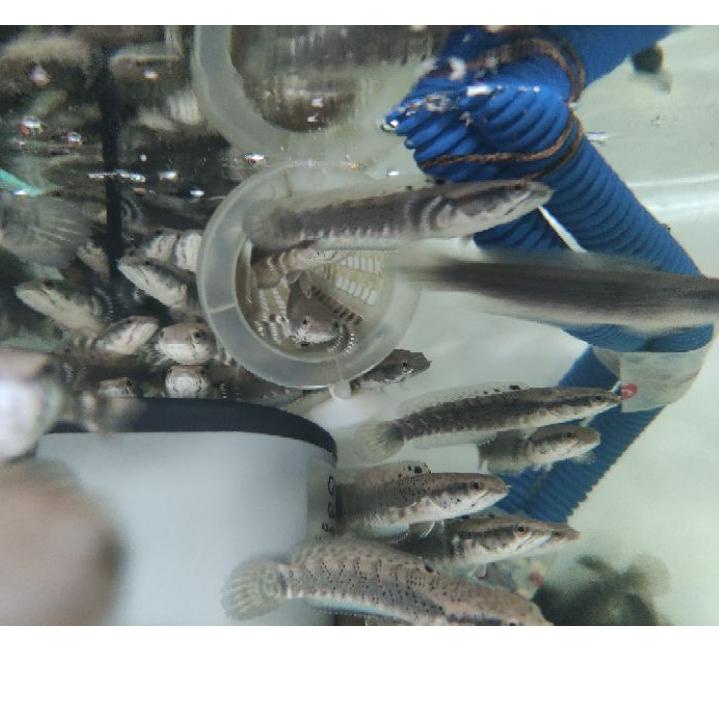Terbagus.. Channa Blue Pulchra 8-10cm