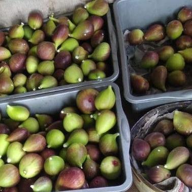 

[PRODUK D7SUD] Buah tin Ara yordania fresh Organik 150gram VDS