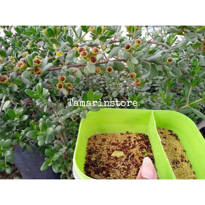 Biji Santigi varian daun mawar ( isi 300 biji )