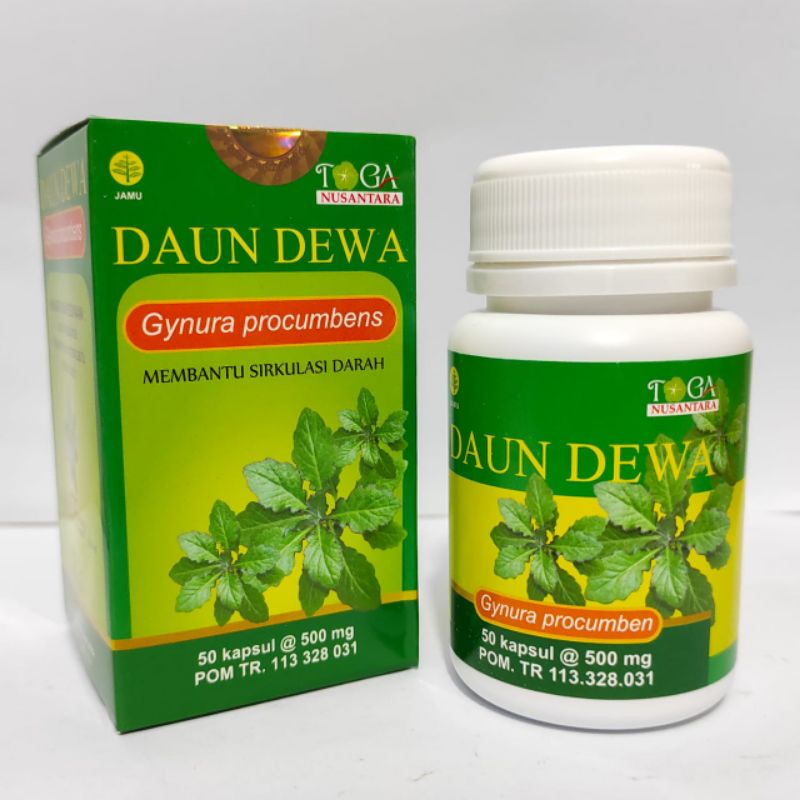 Jual Daun Dewa 50 Kp Gynura Procumbens Toga Nusantara 57 Membantu